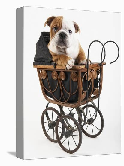 English Bulldog Puppy in a Baby Carriage-Peter M. Fisher-Premier Image Canvas