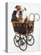 English Bulldog Puppy in a Baby Carriage-Peter M. Fisher-Premier Image Canvas