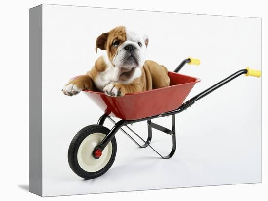 English Bulldog Puppy in a Wheelbarrow-Peter M. Fisher-Premier Image Canvas