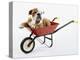 English Bulldog Puppy in a Wheelbarrow-Peter M. Fisher-Premier Image Canvas