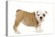 English Bulldog Puppy in Studio-null-Premier Image Canvas