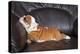 English Bulldog Puppy Relaxing on Black Leather Sofa.-B Stefanov-Premier Image Canvas