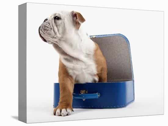 English Bulldog Puppy Sitting in a Lunch Box-Peter M. Fisher-Premier Image Canvas