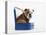 English Bulldog Puppy Sitting in a Lunch Box-Peter M. Fisher-Premier Image Canvas