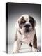 English Bulldog Puppy-Larry Williams-Premier Image Canvas