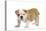 English Bulldog Puppy-null-Premier Image Canvas