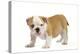 English Bulldog Puppy-null-Premier Image Canvas