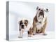 English Bulldog with Puppy-Larry Williams-Premier Image Canvas