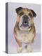 English Bulldog-null-Premier Image Canvas