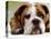 English Bulldog-null-Premier Image Canvas