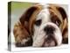 English Bulldog-null-Premier Image Canvas