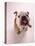 English bulldog-null-Premier Image Canvas