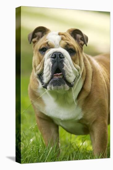 English Bulldog-null-Premier Image Canvas