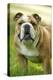 English Bulldog-null-Premier Image Canvas