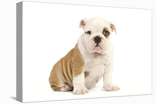 English Bulldog-null-Premier Image Canvas