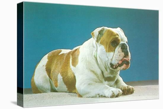 English Bulldog-null-Stretched Canvas