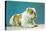 English Bulldog-null-Stretched Canvas