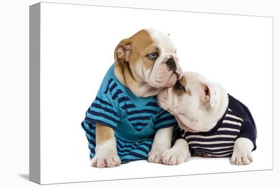 English Bulldogs in Studio Wearing Stripey Tops-null-Premier Image Canvas