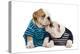 English Bulldogs in Studio Wearing Stripey Tops-null-Premier Image Canvas