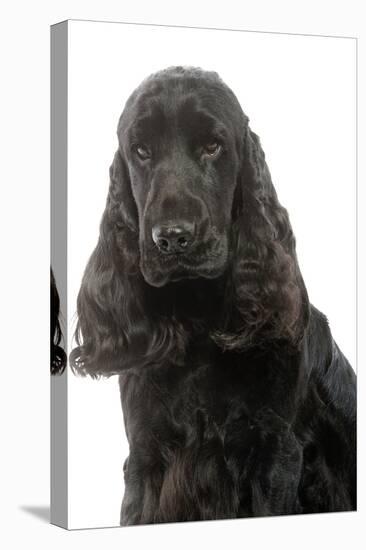 English Cocker Spaniel 20 Months Old-null-Premier Image Canvas