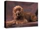 English Cocker Spaniel Lying Down with Head Tilted to One Side-Adriano Bacchella-Premier Image Canvas