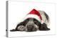 English Cocker Spaniel Puppy in Christmas Hat-null-Premier Image Canvas