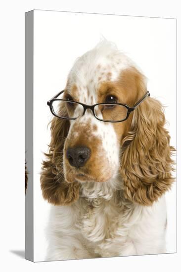 English Cocker Spaniel Wearing Glasses-null-Premier Image Canvas