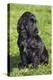 English Cocker Spaniel-null-Premier Image Canvas