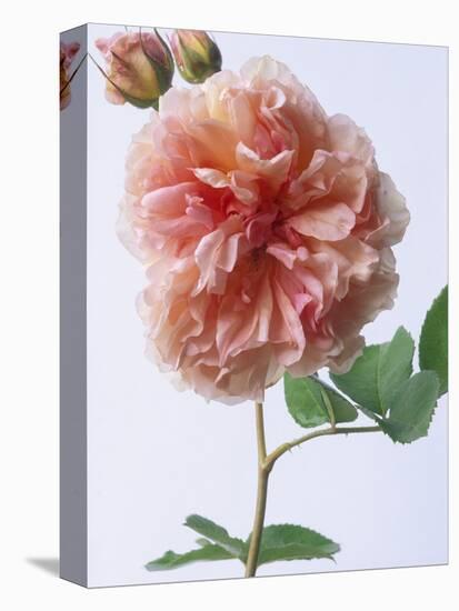 English Elegance Rose-Clay Perry-Premier Image Canvas