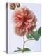 English Elegance Rose-Clay Perry-Premier Image Canvas