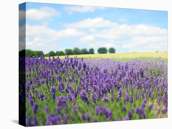 English Lavender Field 1-Toula Mavridou-Messer-Premier Image Canvas