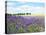 English Lavender Field 1-Toula Mavridou-Messer-Premier Image Canvas