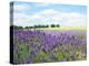 English Lavender Field 1-Toula Mavridou-Messer-Premier Image Canvas