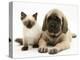 English Mastiff Puppy with Young Birman-Cross Cat-Jane Burton-Premier Image Canvas