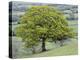 English Oak (Quercus Robur)-Adrian Bicker-Premier Image Canvas
