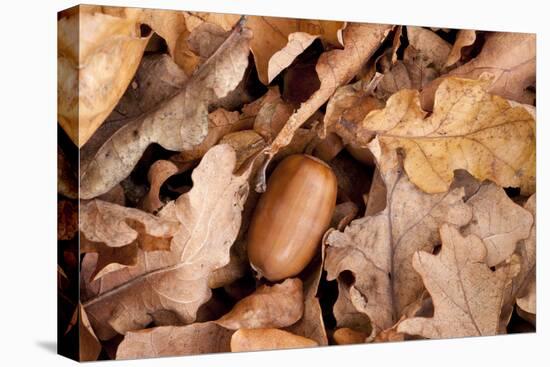 English Oak Tree Acorn and Fallen Leaves in Autumn, Beacon Hill Country Park, Leicestershire, UK-Ross Hoddinott-Premier Image Canvas