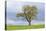 English oak tree in field, Gloucestershire, UK-Chris Mattison-Premier Image Canvas