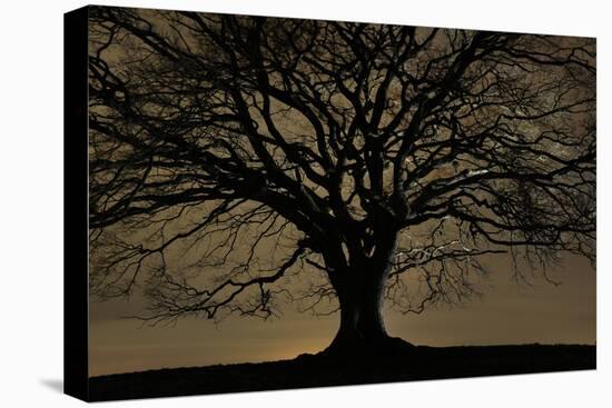 English Oak Tree (Quercus Robur) in Moonlight, Nauroth, Germany, February-Solvin Zankl-Premier Image Canvas