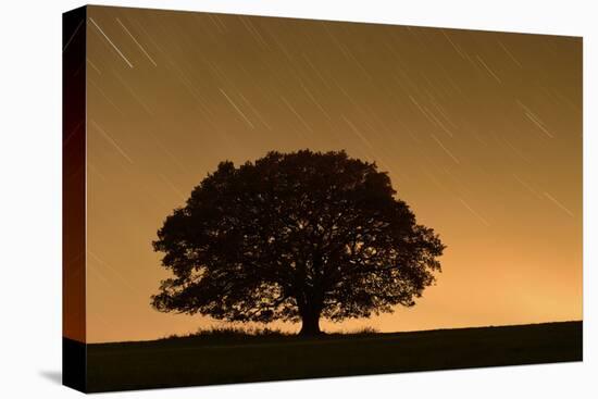 English Oak Tree (Quercus Robur) Silhouetted Against Orange Sky with Star Trails-Solvin Zankl-Premier Image Canvas