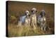 English Setter Dogs Three in Row-null-Premier Image Canvas