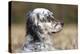 English Setter on Field-null-Premier Image Canvas