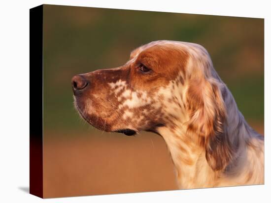 English Setter Profile-Adriano Bacchella-Premier Image Canvas