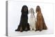 English Setter Sitting Between Gordon Setter-null-Premier Image Canvas