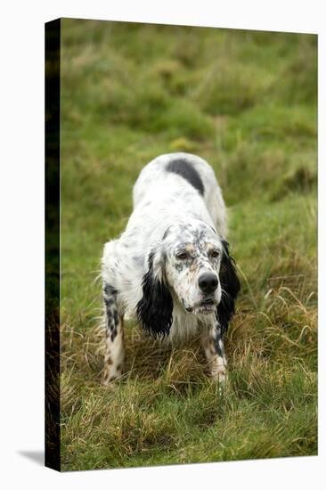 English Setter-null-Premier Image Canvas