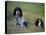 English Setters on the Moor, Caithness, Scotland-John Warburton-lee-Premier Image Canvas