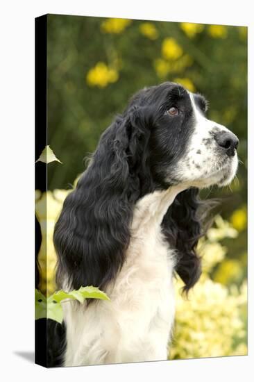 English Springer Spaniel Close-Up-null-Premier Image Canvas