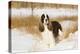 English springer spaniel, Connecticut, USA-Lynn M. Stone-Premier Image Canvas