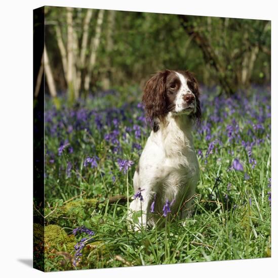 English Springer Spaniel Dog in Bluebells-null-Premier Image Canvas