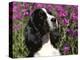 English Springer Spaniel Dog, USA-Lynn M^ Stone-Premier Image Canvas
