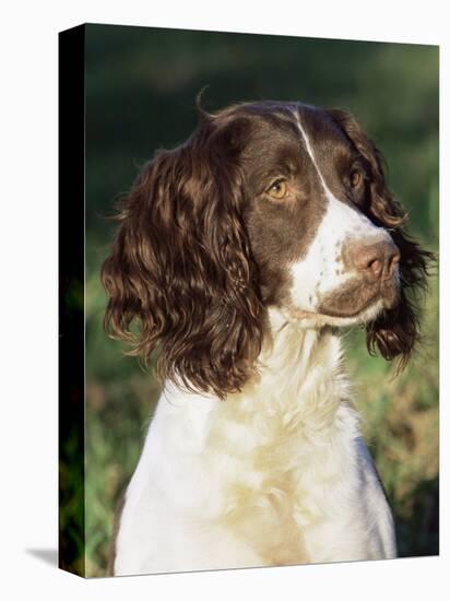 English Springer Spaniel Dog, USA-Lynn M. Stone-Premier Image Canvas